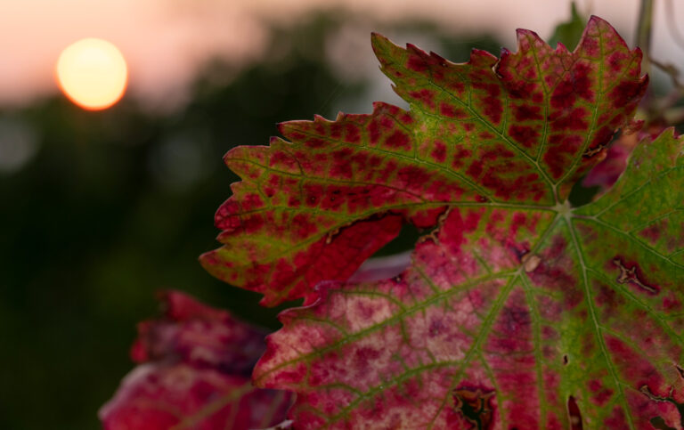 Nahaufnahme eines Weinblattes, das rot und grün verfärbt ist. Unscharf dahinter sieht man die Sonne untergehen